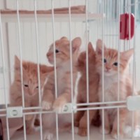 4匹の子猫
