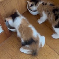2匹並んで食事をしている子猫