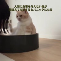 猫に近づく飼い主