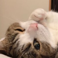 カメラに向かってウインクする猫
