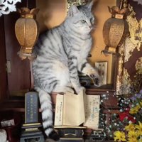 仏壇の中でお座りをして左前足を軽く上げている猫