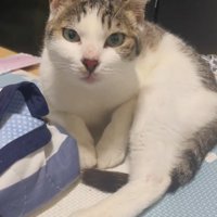 カメラ目線の猫