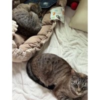 室内にいる猫