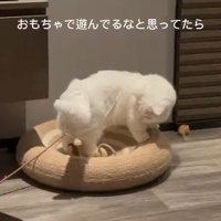 ベッドの上で下を向く猫