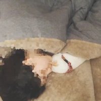 一緒に寝る猫と飼い主