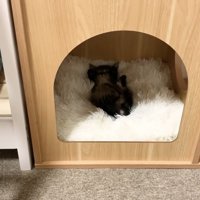 木のおうちの中で眠るもこくん