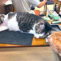 机の上で眠る猫
