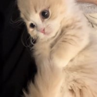 「可愛すぎる」のテロップ写真