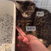 ケージの中にいる2匹の子猫