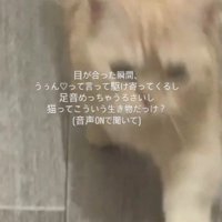 飼い主の足元に駆け寄る猫
