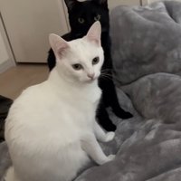 布団の上で同時にふりかえる白猫と黒猫