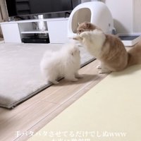 犬の前で両前足を前方向に伸ばしている猫