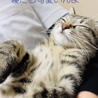 ママに抱っこされて寝る子猫