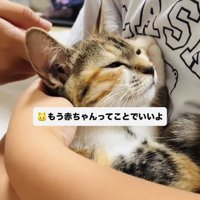 息子さんに抱っこされてママさんに撫でられる子猫