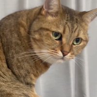 斜めを向いた姿