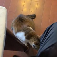投稿者の足に近寄ってくる2匹の猫