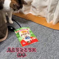 見える場所に袋を落とす猫
