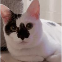 室内にいる猫