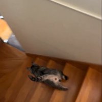 先に階下へ降りる猫