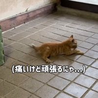 リハビリをする猫