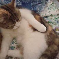 寝そべる三毛猫