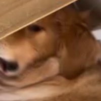 猫にパンチされて目を開ける犬