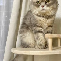 キャットタワーに乗る猫の全身