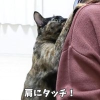 肩にタッチするももちゃん