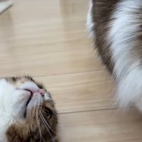 仰向けのぽこ太郎くん