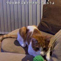 ボールのそばで待つ猫