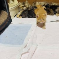 お母さん猫のおっぱいを飲む5匹の子猫とママに向かって歩く茶トラ子猫