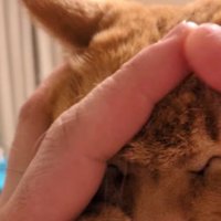 マッサージしてもらう猫