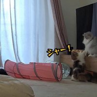 シャー！