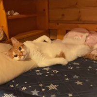 枕に頭を乗せて寝ている猫
