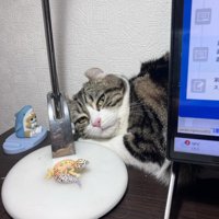 モニターの横から覗く猫