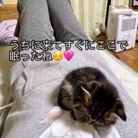 お腹の上で寝る子猫