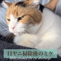 きれいになったミケ