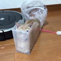 おさまるひのきちゃん