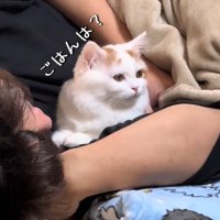 振り向く猫