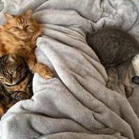 布団の上に猫3匹