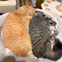 寄り添って眠る猫