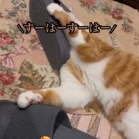 スリッパに顔を入れる猫