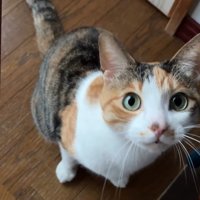 見上げる成猫