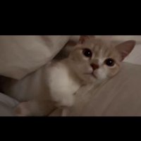 布団の間に横になっている子猫