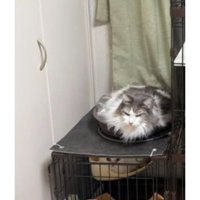 ケージにいる猫