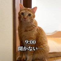 ドアの前で待つ猫