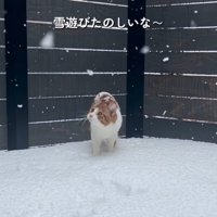 雪の上にいる猫
