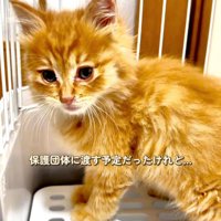 キャリーの中に立つ子猫