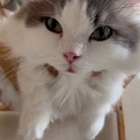 室内にいる猫