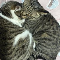 向かい合って眠る2匹の猫（キジトラの頭が上）